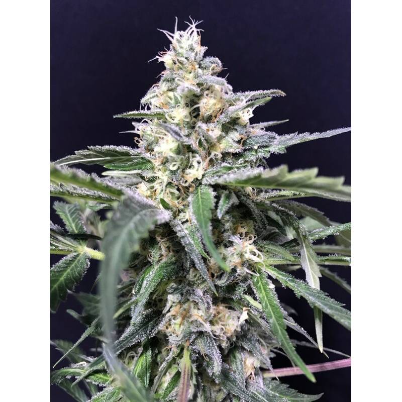 Amazon Haze de R-Kiem Seeds