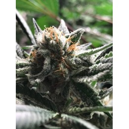 Condor de R-Kiem Seeds