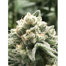 Sublimator de R-Kiem Seeds