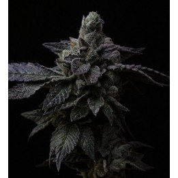 Suguz Regular de R-Kiem Seeds