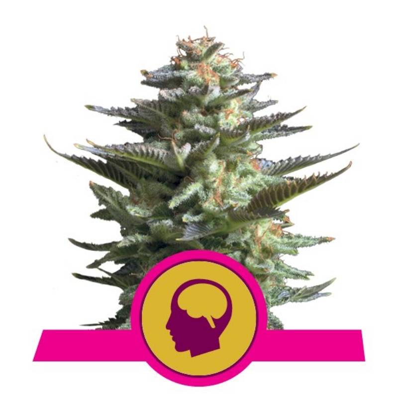 AMNESIA HAZE - Imagen 1 AMNESIA HAZE - Imagen 1