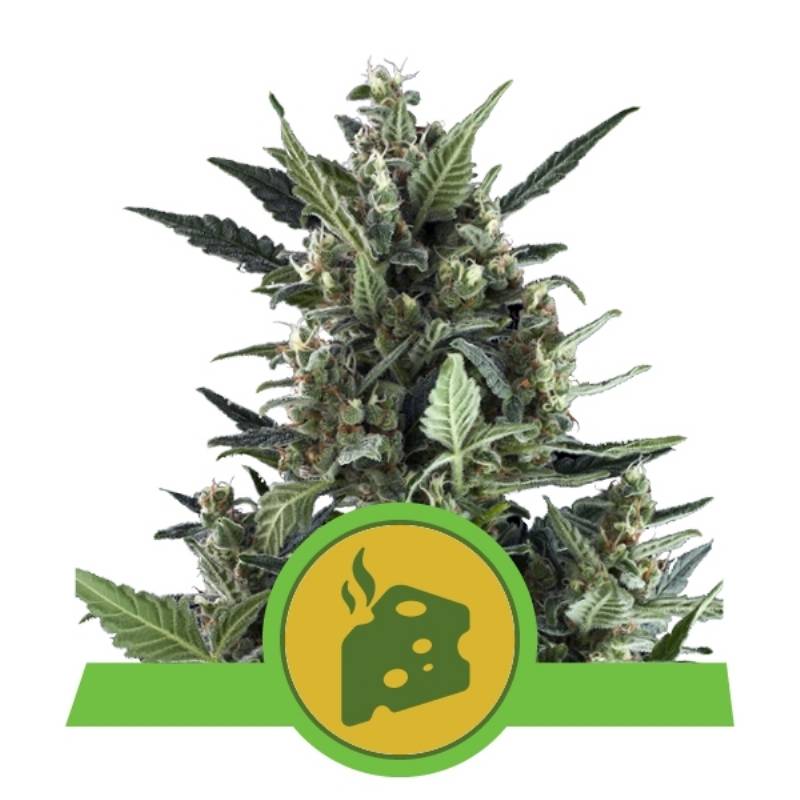 Blue Cheese Automatic de Royal Queen