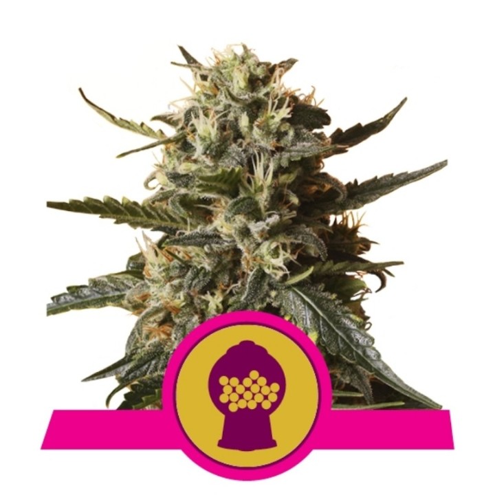 Bubblegum Xl de Royal Queen
