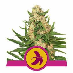 Fat Banana Usa Premium de Royal Queen