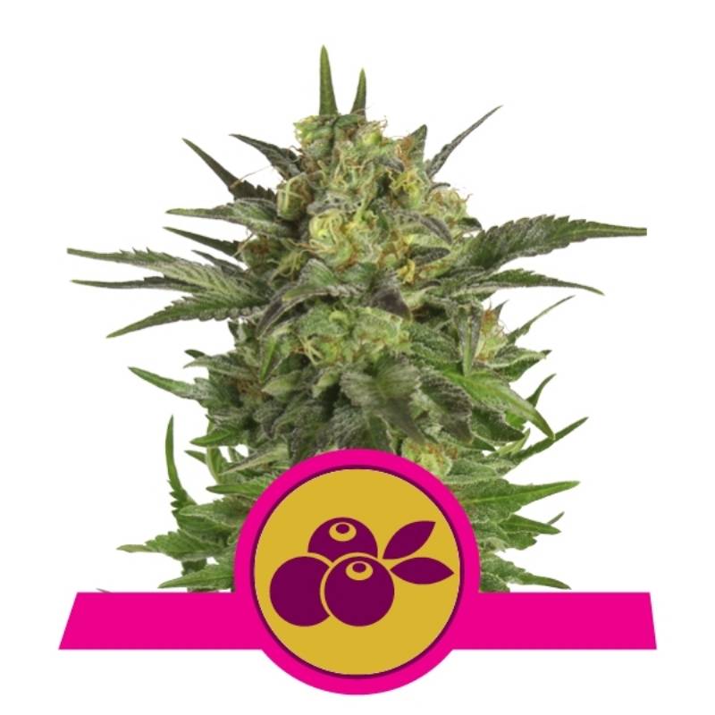 Haze Berry de Royal Queen