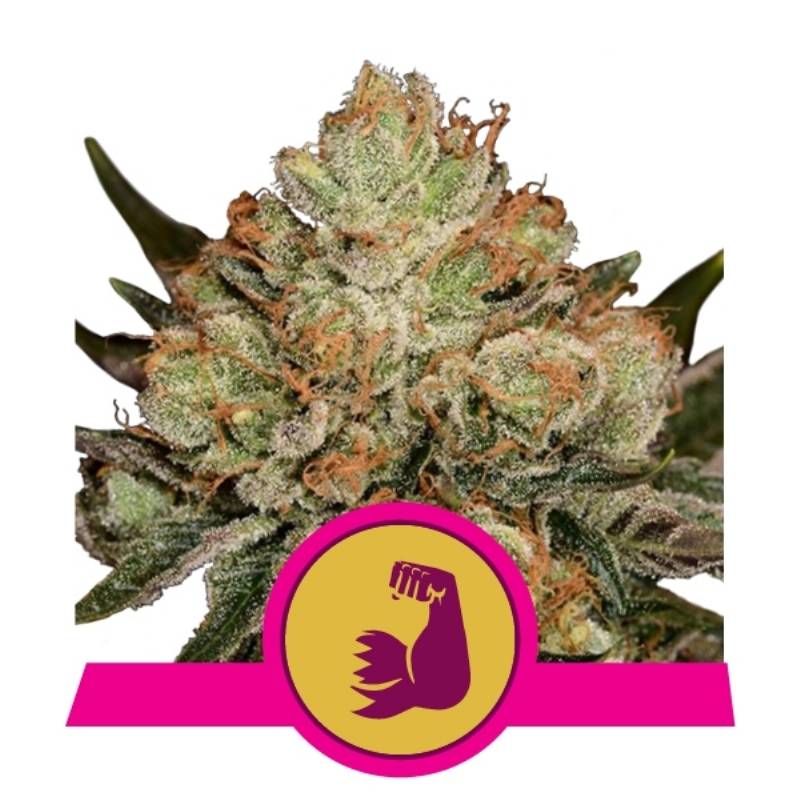 Hulkberry Usa Premium de Royal Queen