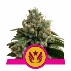 Legendary Og Punch Usa Premium de Royal Queen