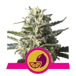 Lemon Shining Silver Haze de Royal Queen