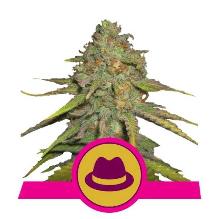 O.G. Kush de Royal Queen