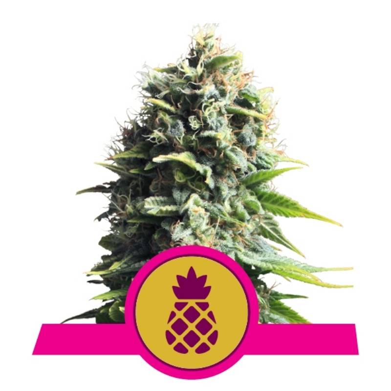 Pineapple Kush de Royal Queen