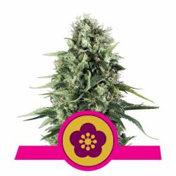 Power Flower de Royal Queen