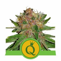 Purple Queen Auto de Royal Queen