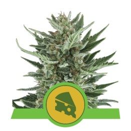 Royal Cheese Automatic de Royal Queen