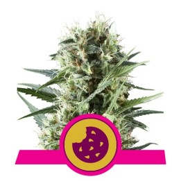 Royal Cookies Usa Premium de Royal Queen