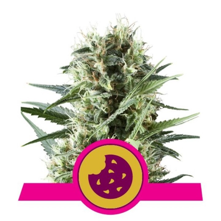 Royal Cookies Usa Premium de Royal Queen