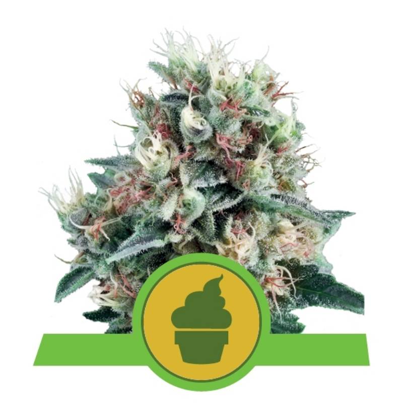 Royal Creamatic Auto de Royal Queen