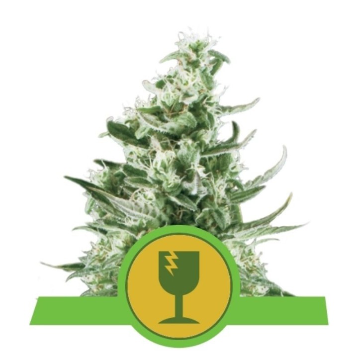 Royal Critical Automatic de Royal Queen