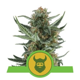 Royal Dwarf Auto de Royal Queen