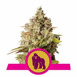 Royal Gorilla Usa Premium de Royal Queen