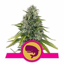 Royal Moby de Royal Queen