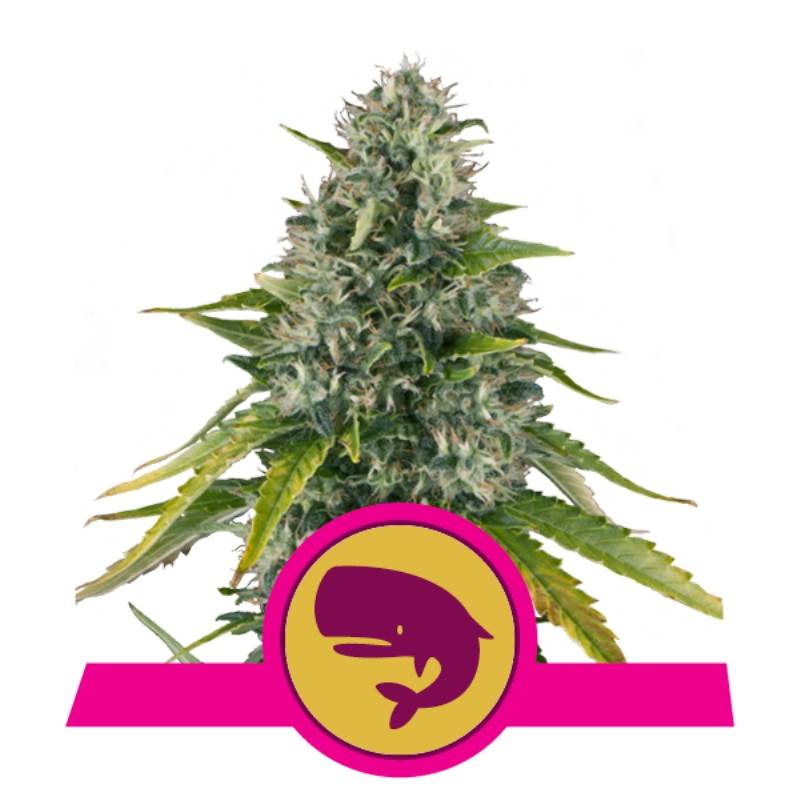 Royal Moby de Royal Queen