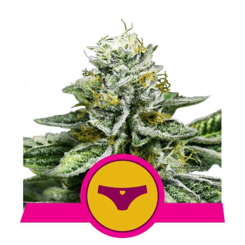 Sherbet Queen Usa Premium de Royal Queen