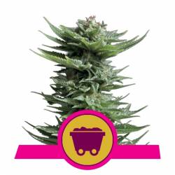 Shining Silver Haze de Royal Queen