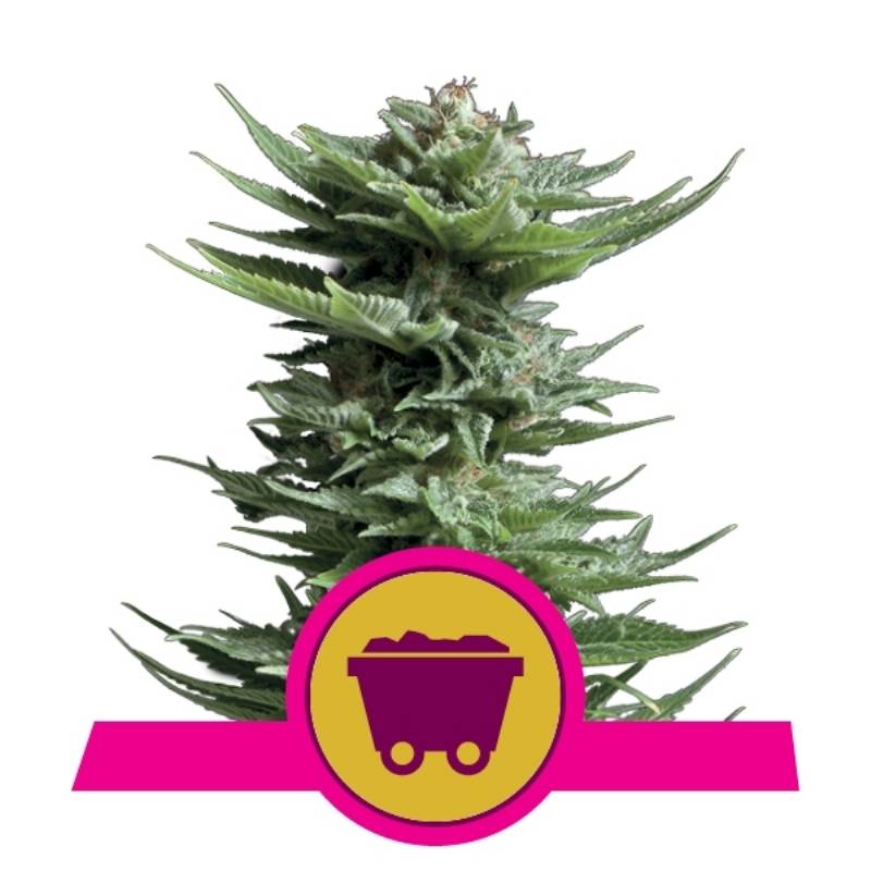 Shining Silver Haze de Royal Queen Shining Silver Haze de Royal Queen