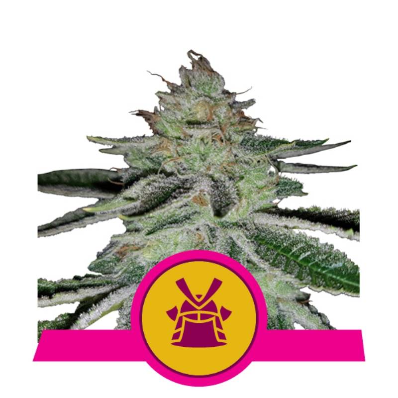 Shogun de Royal Queen Shogun de Royal Queen
