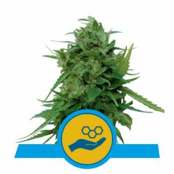 Solomatic Cbd de Royal Queen