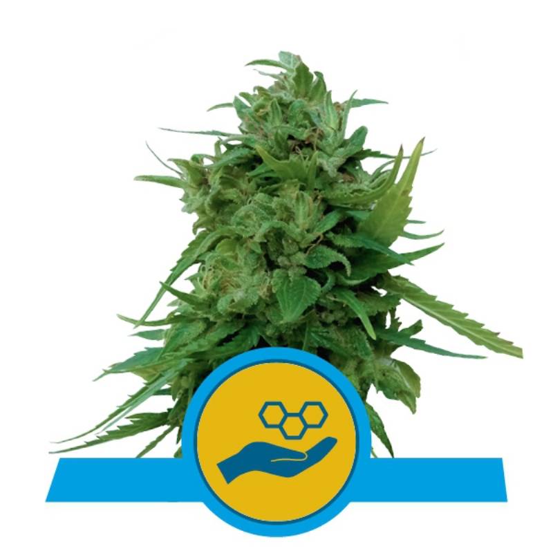 Solomatic Cbd de Royal Queen