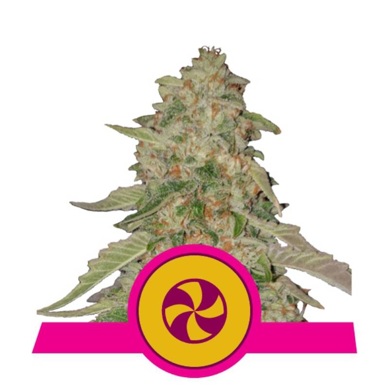 Sweet Zz Usa Premium de Royal Queen