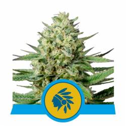 Tatanka Pure Cbd de Royal Queen