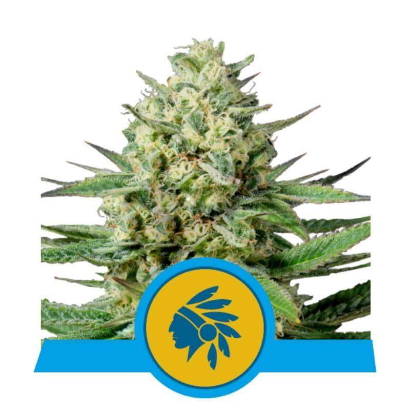 Tatanka Pure Cbd de Royal Queen