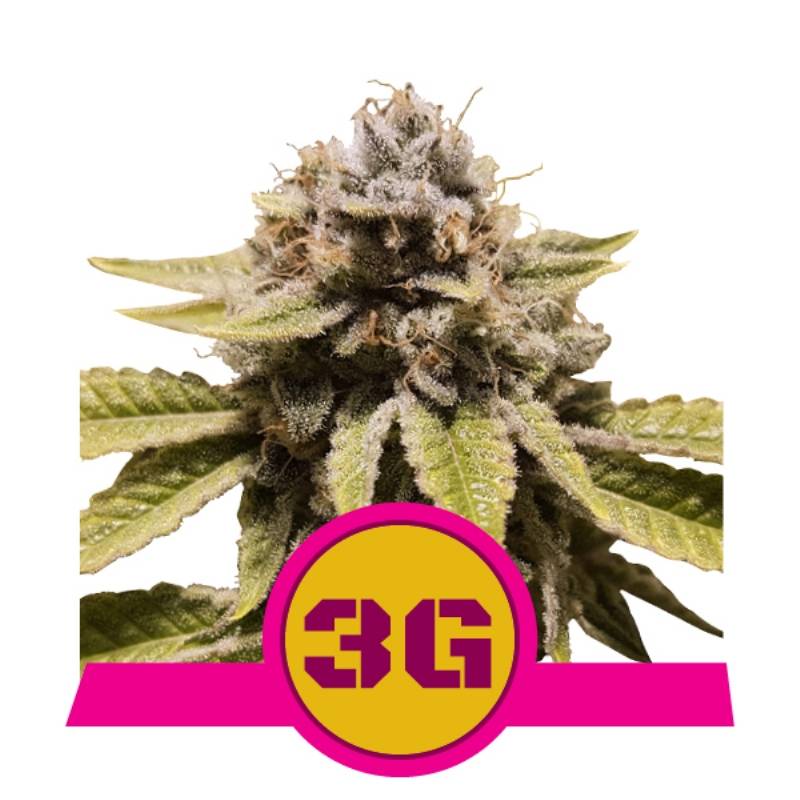 Triple G Usa Premium de Royal Queen Triple G Usa Premium de Royal Queen