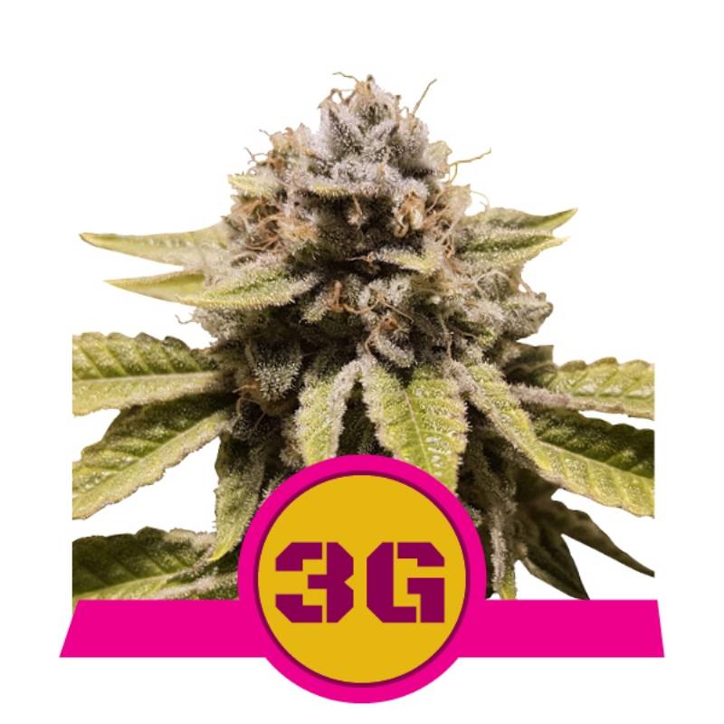 Triple G Usa Premium de Royal Queen