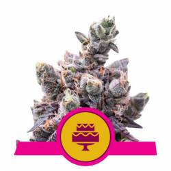 Wedding Gelato Usa Premium de Royal Queen