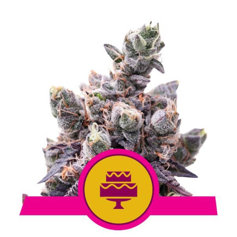 Wedding Gelato Usa Premium de Royal Queen