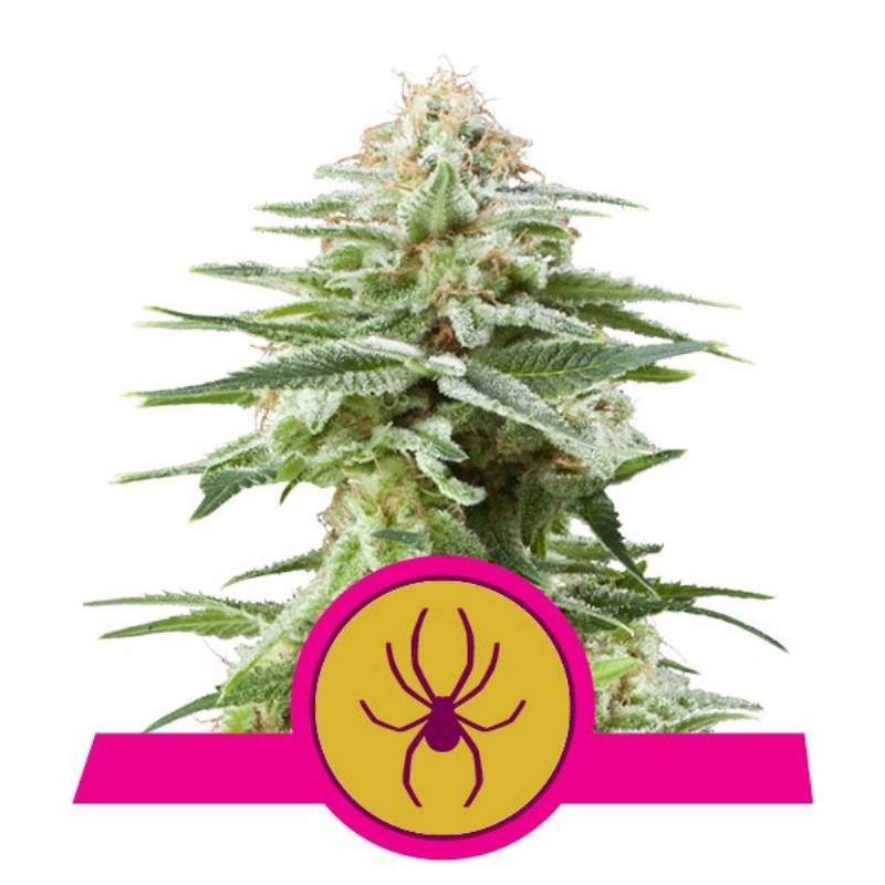 White Widow de Royal Queen