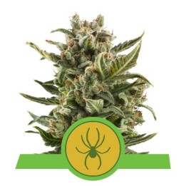 White Widow Automatic de Royal Queen