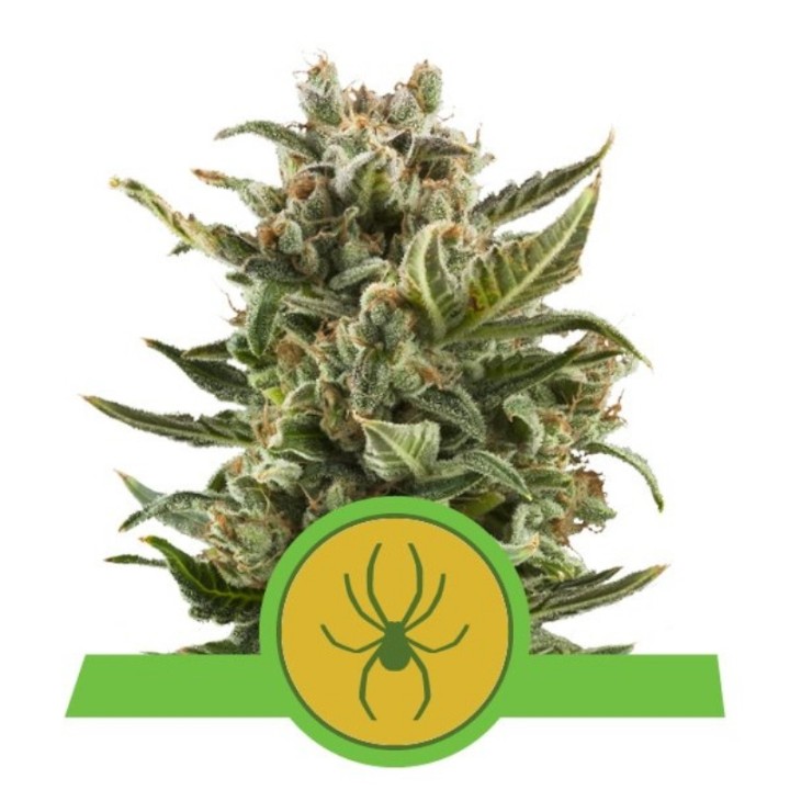 White Widow Automatic de Royal Queen