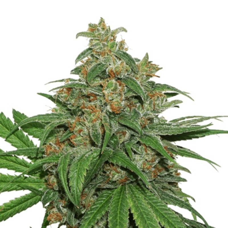 Ak 420 Feminizada de Seed Stockers