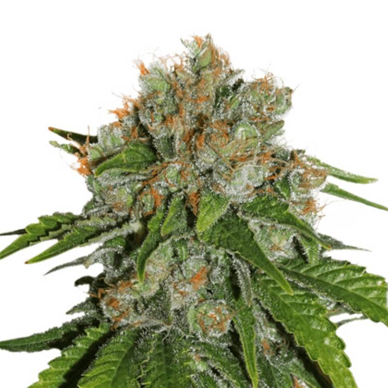 Amnesia de Seed Stockers