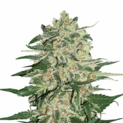 Big Bud de Seed Stockers