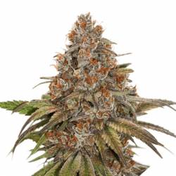 Blackberry Gum de Seed Stockers