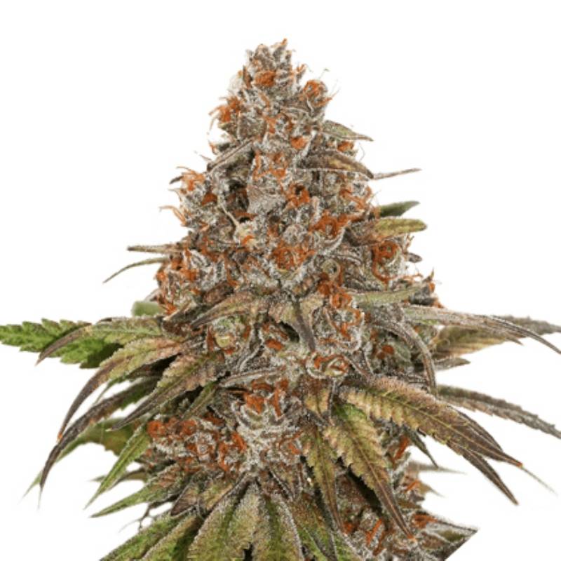 Blackberry Gum Auto de Seed Stockers Blackberry Gum Auto de Seed Stockers