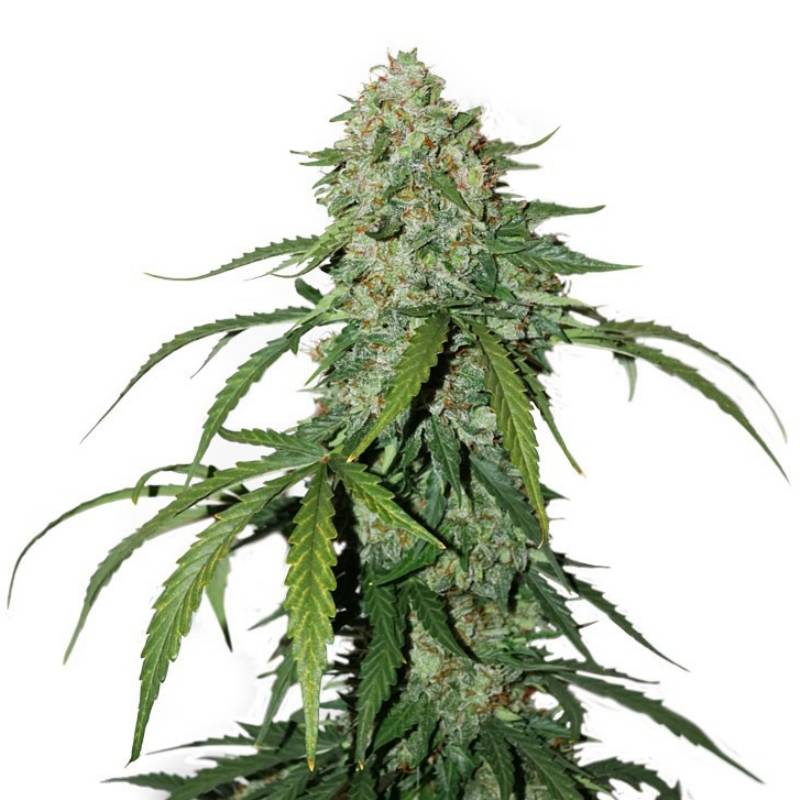 Cbd 1:1 Silver Lime Haze de Seed Stockers