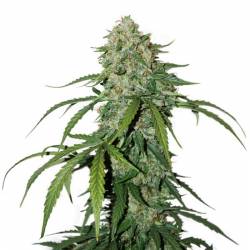 Cbd 1:1 Silver Lime Haze Auto de Seed Stockers