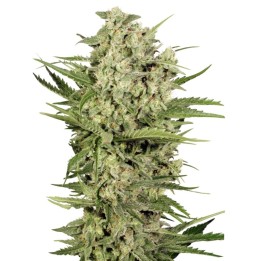 Cheese de Seed Stockers