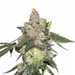 Girl Scout Cookies de Seed Stockers